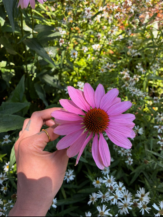 Echinacea Capsules
